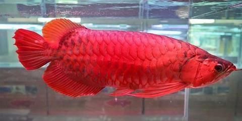 龍魚多久喂一次？：龍魚養(yǎng)殖龍魚的養(yǎng)殖技巧，龍魚的喂食頻率應(yīng)注意什么