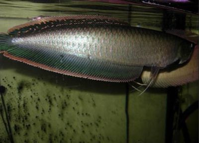 龍魚背鰭發白【龍魚背鰭發白怎么辦】 龍魚背鰭發白【龍魚背鰭發白怎么辦】 龍魚百科 第3張