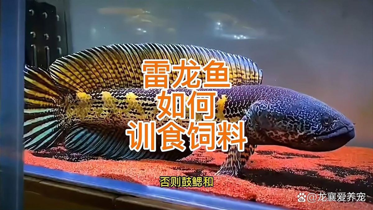 曼龍魚和一眉道人混養