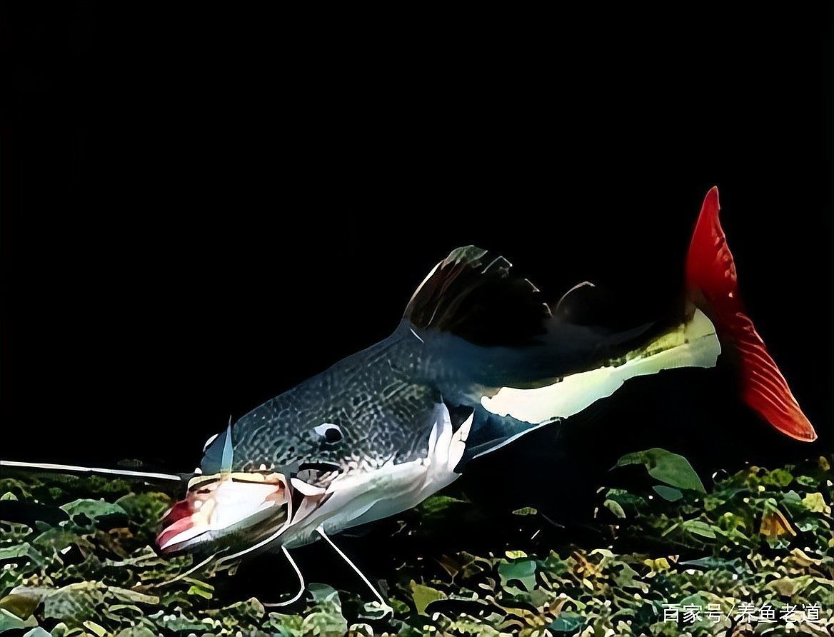 曼龍魚和一眉道人混養