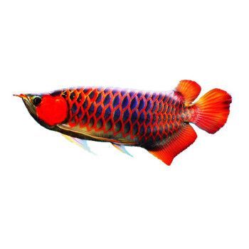 紅龍魚專賣店在哪里啊多少錢（紅龍魚專賣店位置和價格）