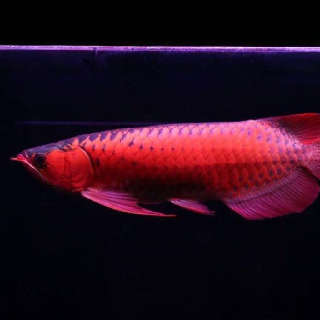 龍魚鑒定中心地址，哈爾濱龍魚檢驗中心