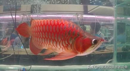 龍魚魚缸尺寸：養龍魚是一項需要考慮魚缸尺寸的活動 龍魚魚缸尺寸：養龍魚是一項需要考慮魚缸尺寸的活動 龍魚百科 第3張