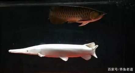 龍魚魚缸尺寸：養龍魚是一項需要考慮魚缸尺寸的活動 龍魚魚缸尺寸：養龍魚是一項需要考慮魚缸尺寸的活動 龍魚百科 第2張