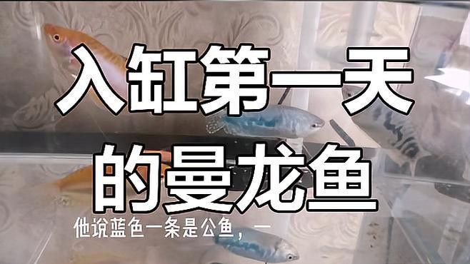 曼龍魚怎么分公母 曼龍魚怎么分公母 龍魚百科 第1張