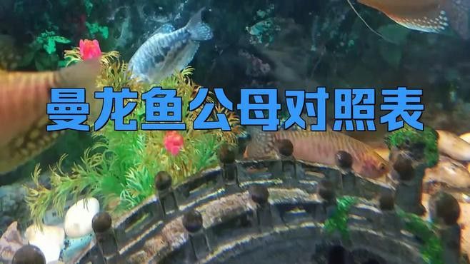 曼龍魚怎么分公母 曼龍魚怎么分公母 龍魚百科 第4張