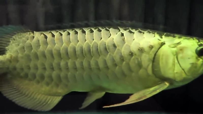 能推薦更多金龍魚觀賞視頻嗎？