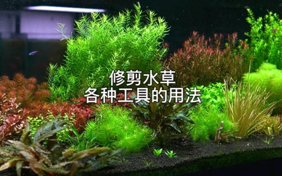 修剪水草時需要注意哪些事項？