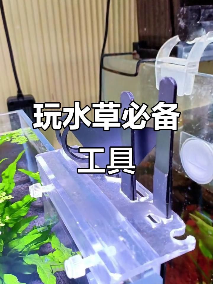 修剪水草時需要注意哪些事項？