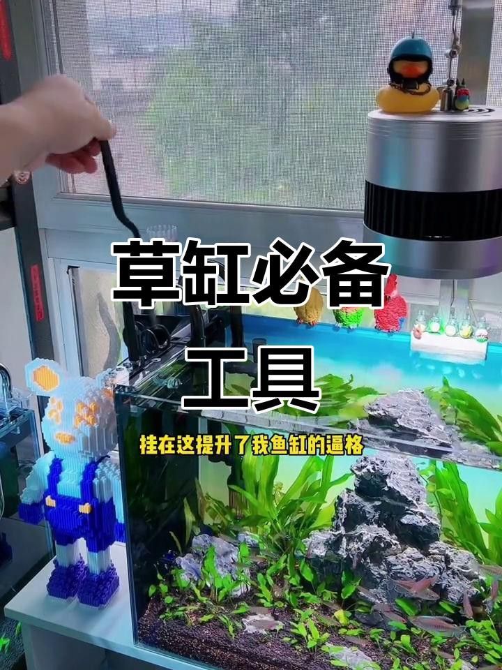 修剪水草時需要注意哪些事項？