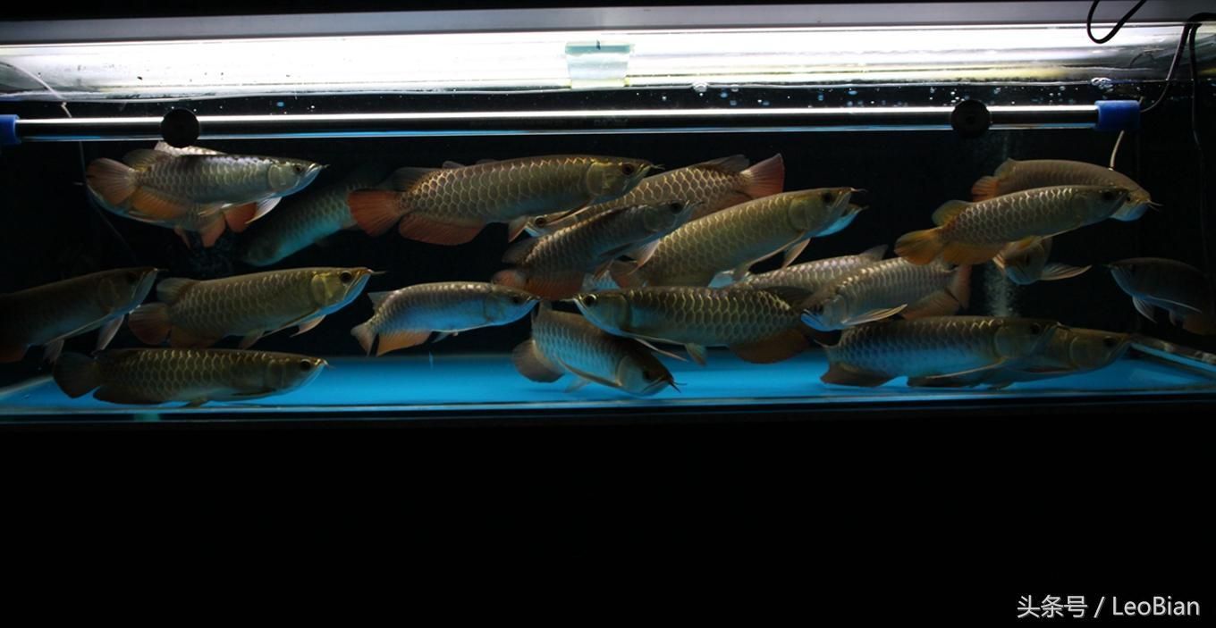 養兩條超大金龍魚需要注意的事項（養兩條超大金龍魚不僅在經濟上可能面臨挑戰，而且面臨挑戰）