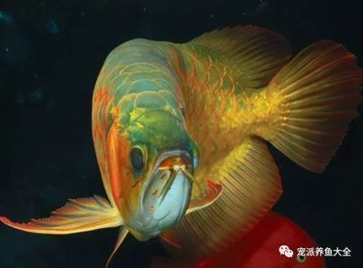 龍魚 魚缸尺寸:)-龍魚放土霉素的作用機制龍魚放土霉素的作用 龍魚百科 第5張 龍魚 魚缸尺寸:)-龍魚放土霉素的作用機制龍魚放土霉素的作用 龍魚 魚缸尺寸:)-龍魚放土霉素的作用機制龍魚放土霉素的作用 龍魚百科 第5張