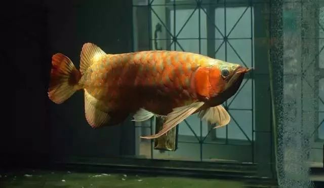 龍魚怎樣才兇猛（如何模擬自然環境養龍魚,龍魚食欲訓練的有效方法） 龍魚怎樣才兇猛（如何模擬自然環境養龍魚,龍魚食欲訓練的有效方法） 龍魚百科 第1張