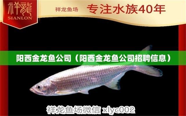 zhme魚缸（魚缸品牌推薦魚缸配件選購指南）