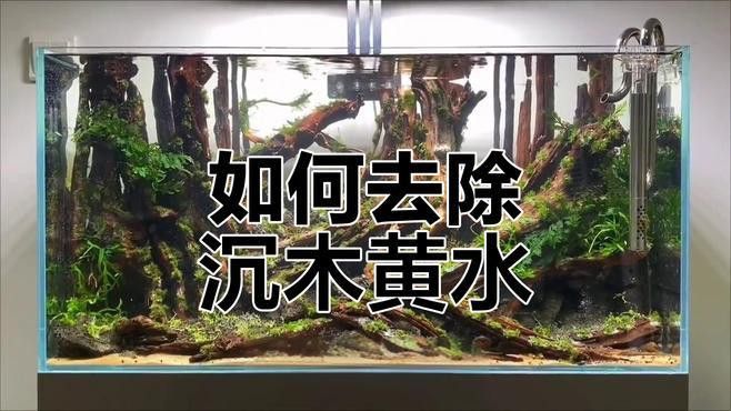 沉木放多久會停止釋放黃水？