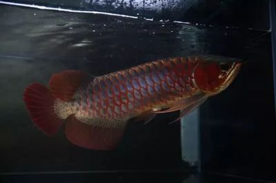 一米長的紅龍魚（1米的缸能養紅龍魚嗎1米的缸能養紅龍魚嗎） 一米長的紅龍魚（1米的缸能養紅龍魚嗎1米的缸能養紅龍魚嗎） 龍魚百科 第2張