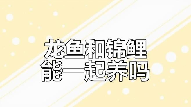 錦鯉與龍魚混養視頻