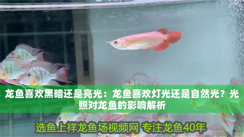 龍魚喜歡黑暗還是亮光：龍魚喜歡燈光還是自然光？光照對龍魚的影響解析