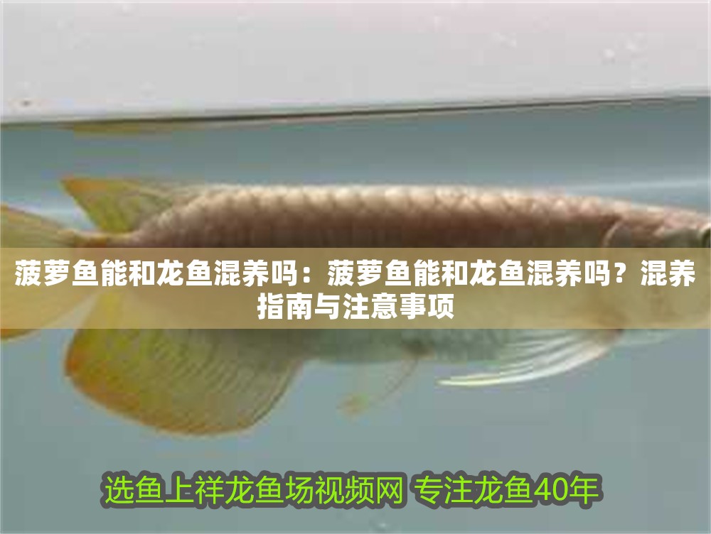 菠蘿魚能和龍魚混養嗎：菠蘿魚能和龍魚混養嗎？混養指南與注意事項