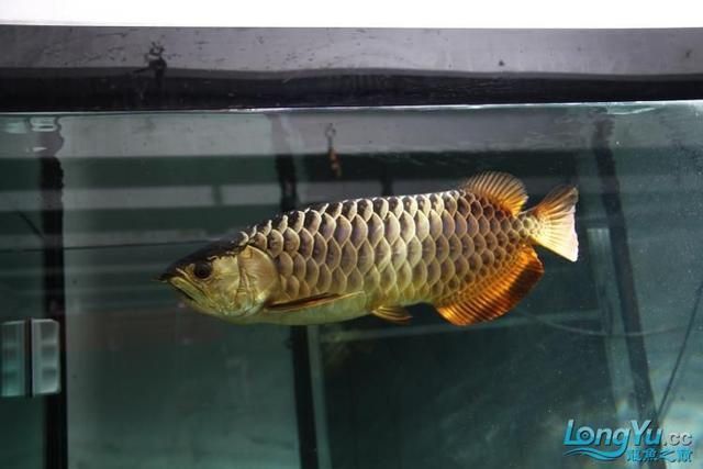 高背金龍魚和過背金龍魚，哪個好養活：高背金龍魚和過背金龍魚哪個好養活時需要考慮幾個關鍵因素