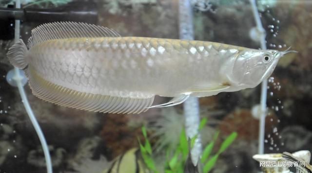 銀龍魚(yú)怎么養(yǎng)才不會(huì)掉眼（如何避免銀龍魚(yú)掉眼）