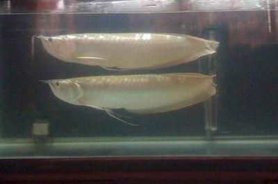 銀龍魚(yú)怎么養(yǎng)才不會(huì)掉眼（如何避免銀龍魚(yú)掉眼）