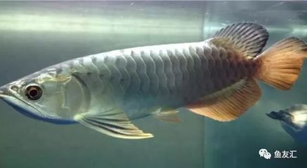 龍魚都有哪些名字（龍魚的原生態(tài)環(huán)境介紹：龍魚名字多種多樣，龍魚的飼養(yǎng)技巧有哪些）