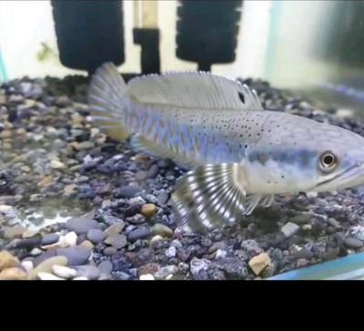 雷龍魚壽命排行：雷龍魚的壽命受到多種因素的影響