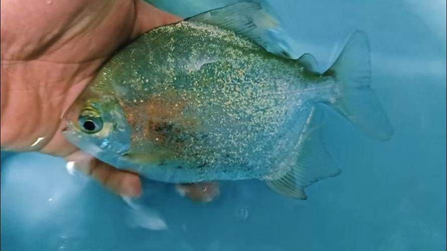祥龍魚場觀賞魚圖片大全高清 祥龍魚場觀賞魚圖片大全高清 龍魚百科 第8張