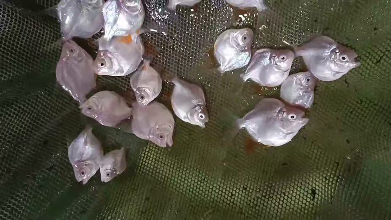 祥龍魚場觀賞魚圖片大全高清 祥龍魚場觀賞魚圖片大全高清 龍魚百科 第23張