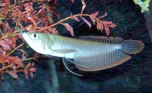 銀龍魚的食物有哪些圖片