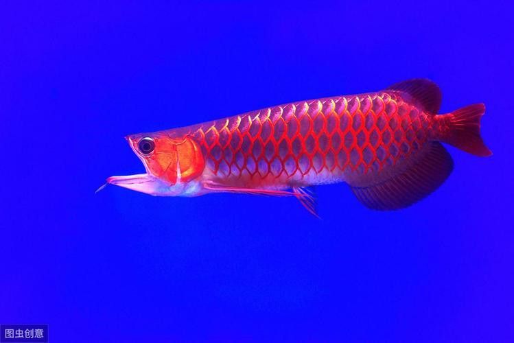 有沒有更多高清紅龍圖片資源推薦？