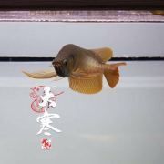 魚沉尾最忌三種東西