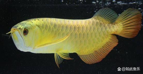龍魚的伴魚有哪些：適合與龍魚混養(yǎng)的伴魚種類 龍魚的伴魚有哪些：適合與龍魚混養(yǎng)的伴魚種類 龍魚百科 第2張
