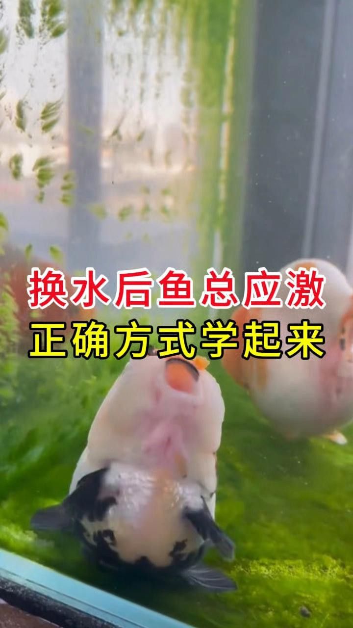 換水時如何避免對金龍魚造成應激？ 換水時如何避免對金龍魚造成應激？ 龍魚百科 第2張