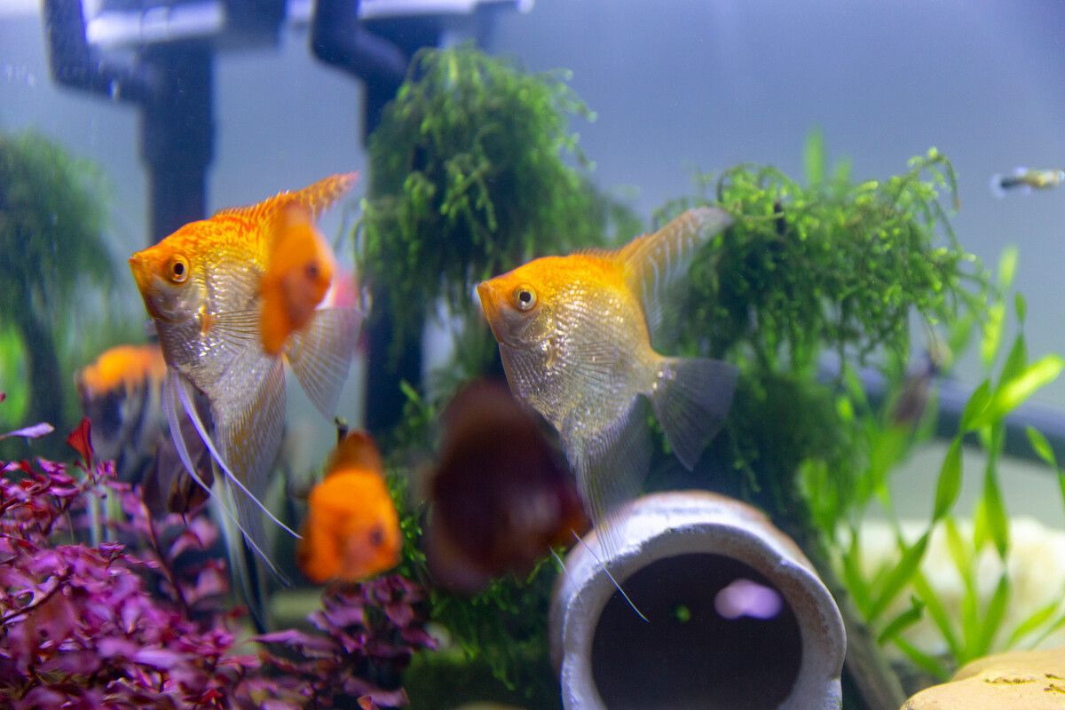 常見觀賞魚名字：常見的觀賞魚品種