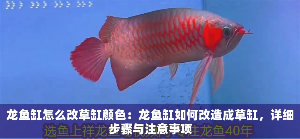 龍魚(yú)缸怎么改草缸顏色：龍魚(yú)缸如何改造成草缸，詳細(xì)步驟與注意事項(xiàng)