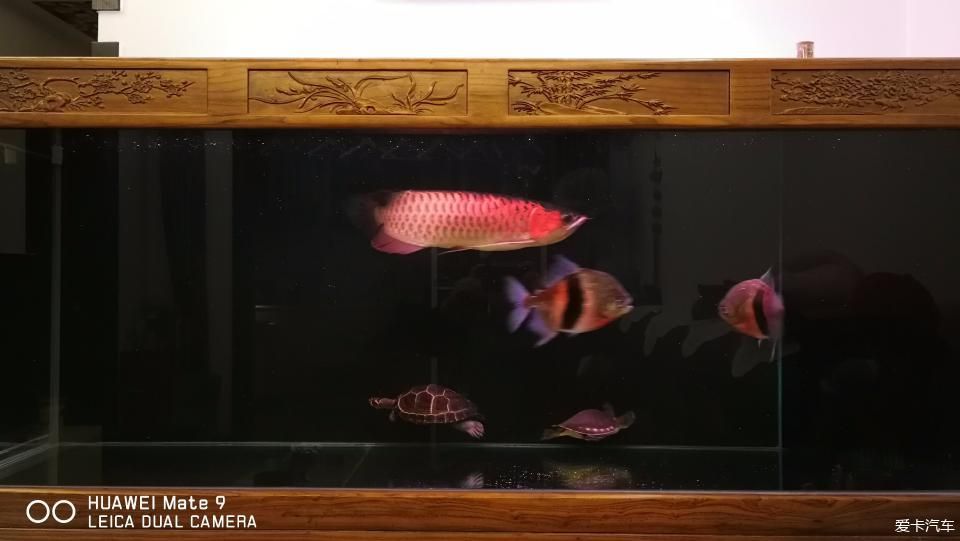 家里養什么龍魚比較好養（十大最好養的龍魚品種→maigoo）