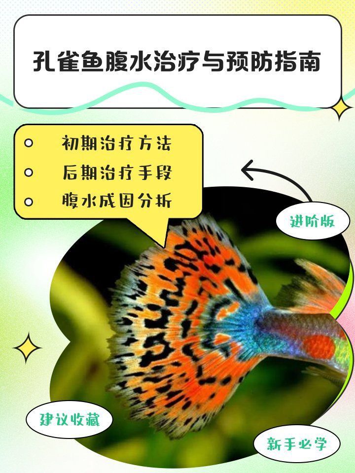 魚腹水自愈后還會復(fù)發(fā)嗎？ 魚腹水自愈后還會復(fù)發(fā)嗎？ 龍魚百科 第2張