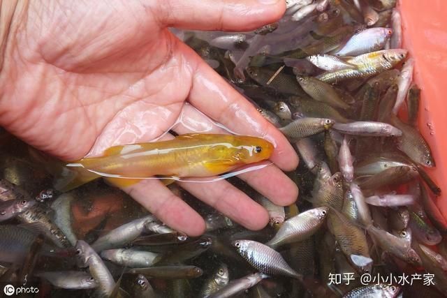 魚腹水自愈后還會復(fù)發(fā)嗎？ 魚腹水自愈后還會復(fù)發(fā)嗎？ 龍魚百科 第4張