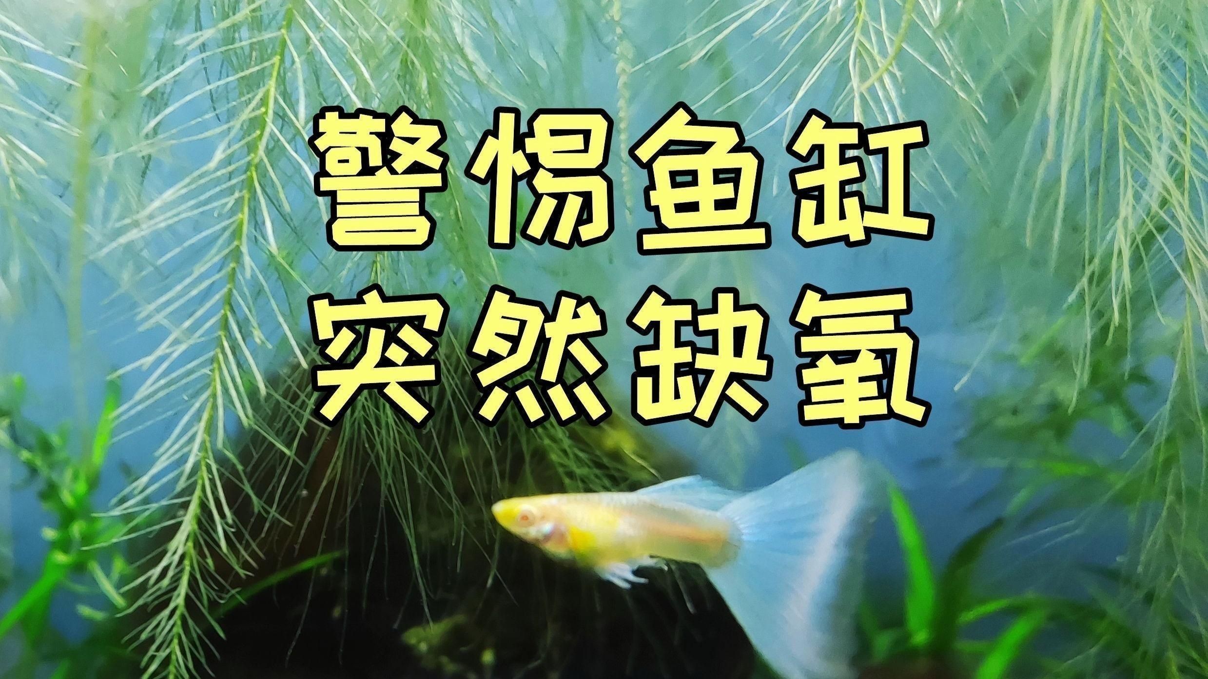 如何預防魚缺氧？ 如何預防魚缺氧？ 龍魚百科 第5張