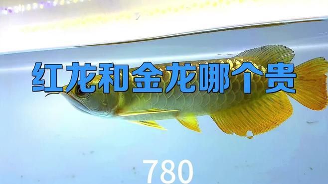 紅龍魚跟金龍魚誰貴一些 紅龍魚跟金龍魚誰貴一些 龍魚百科 第1張