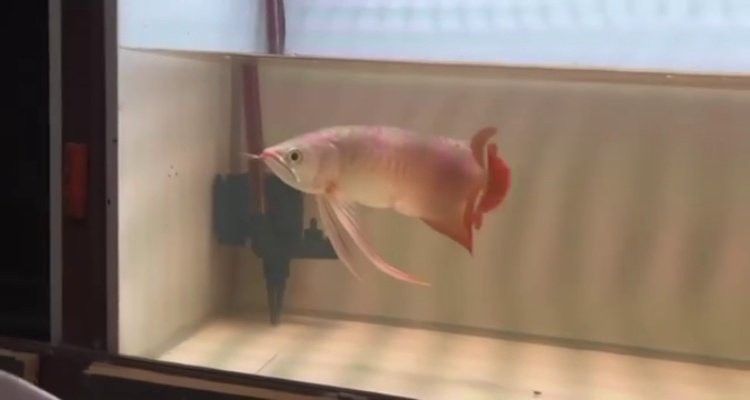 印尼龍魚批發市場 印尼龍魚批發市場 龍魚百科 第2張