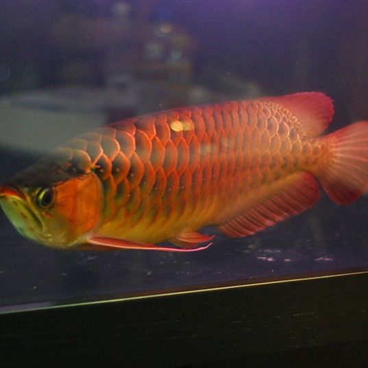 印尼龍魚批發市場 印尼龍魚批發市場 龍魚百科 第5張