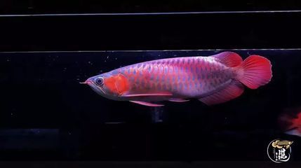 沉頭龍魚恢復幾率大嗎 沉頭龍魚恢復幾率大嗎 龍魚百科 第1張