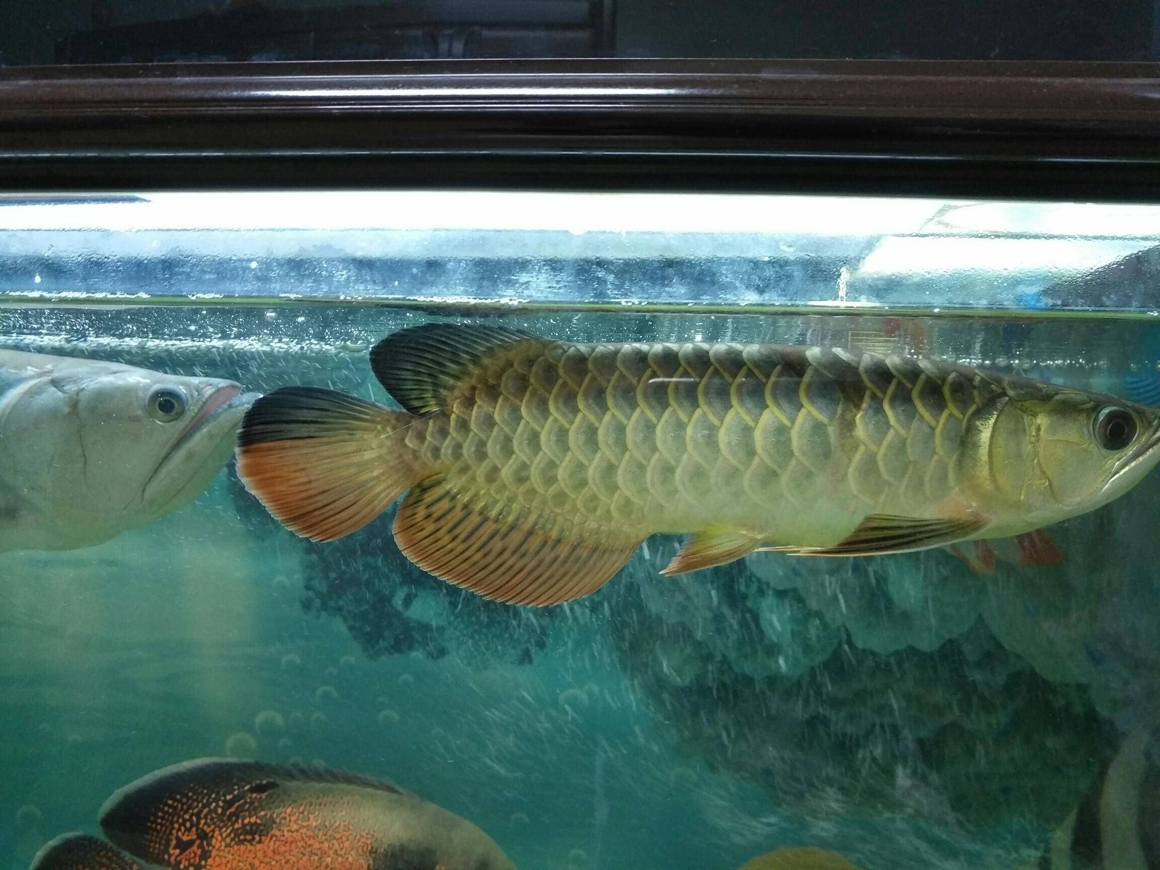 金龍魚25厘米是幾歲（金龍魚生長速度和年齡之間的關系并不是直接對應的）