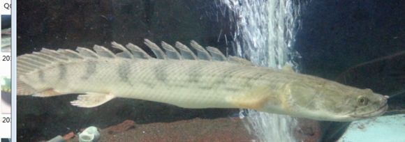 虎斑恐龍魚(yú)和虎紋的區(qū)別:虎斑恐龍魚(yú)與虎紋恐龍魚(yú)的價(jià)格對(duì)比虎紋恐龍魚(yú)的區(qū)別 龍魚(yú)百科 第2張 虎斑恐龍魚(yú)和虎紋的區(qū)別:虎斑恐龍魚(yú)與虎紋恐龍魚(yú)的價(jià)格對(duì)比虎紋恐龍魚(yú)的區(qū)別 虎斑恐龍魚(yú)和虎紋的區(qū)別:虎斑恐龍魚(yú)與虎紋恐龍魚(yú)的價(jià)格對(duì)比虎紋恐龍魚(yú)的區(qū)別 龍魚(yú)百科 第2張