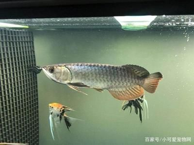 成年銀龍魚日常護理要點：成年銀龍魚的日常護理