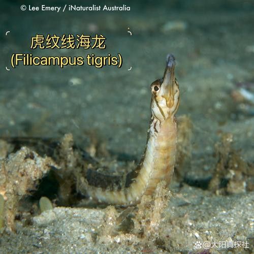 海龍魚的照片圖片 海龍魚的照片圖片 龍魚百科 第7張