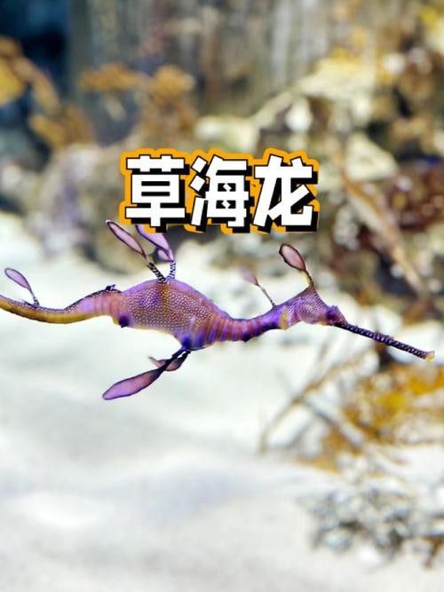 海龍魚的照片圖片 海龍魚的照片圖片 龍魚百科 第12張
